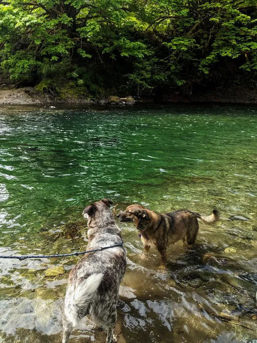 Klahowya Campground Picture 9