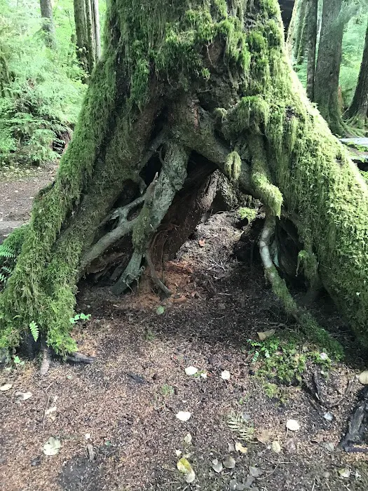 Klahowya Campground Picture 10