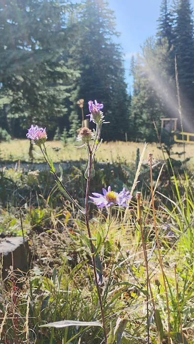 Clover Flats Campground Picture 5