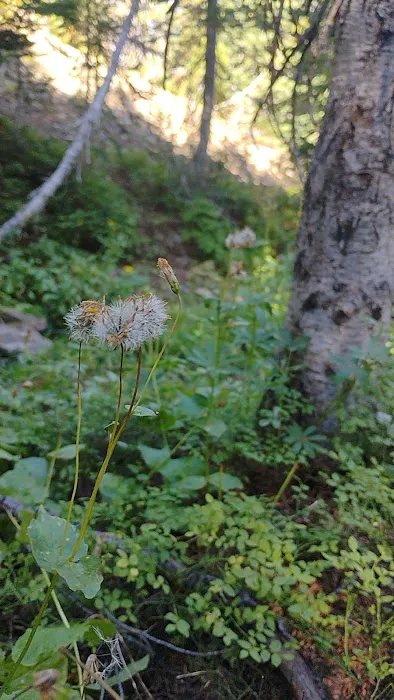 Clover Flats Campground Picture 6