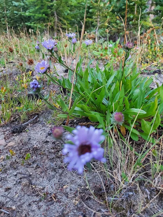 Clover Flats Campground Picture 10