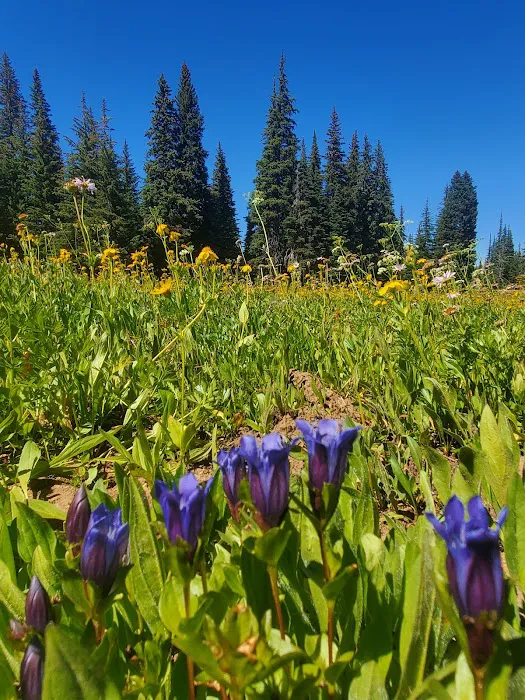 Clover Flats Campground Picture 7