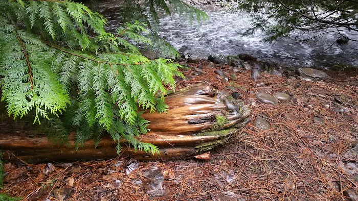 Blue Jay Campground Picture 3