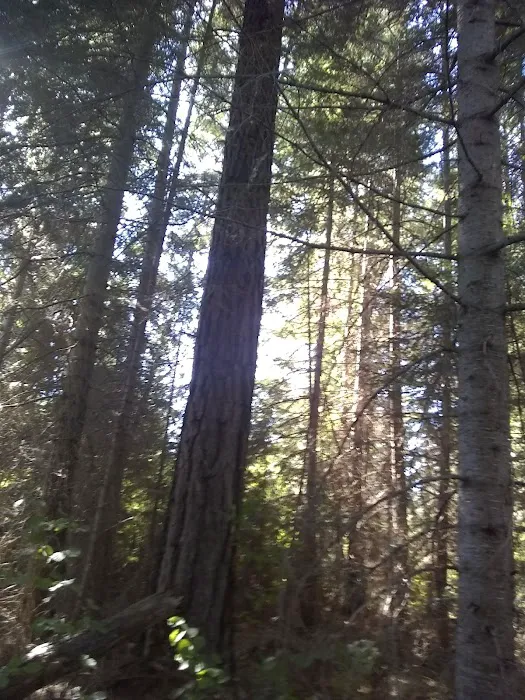 Blue Jay Campground Picture 10