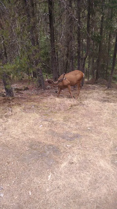 Cat Island Campground Picture 4