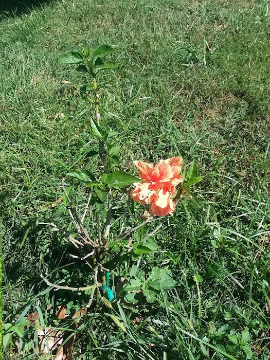 Lakewood Estates Picture 4