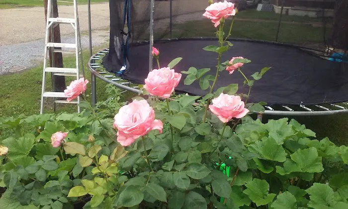 Pike Road Village Picture 1