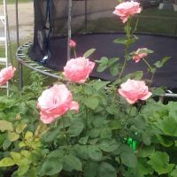 Pike Road Village ico