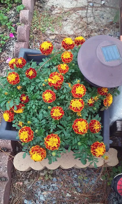 Pike Road Village Picture 8