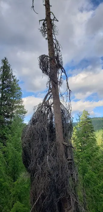 Falls Creek Campground Picture 6