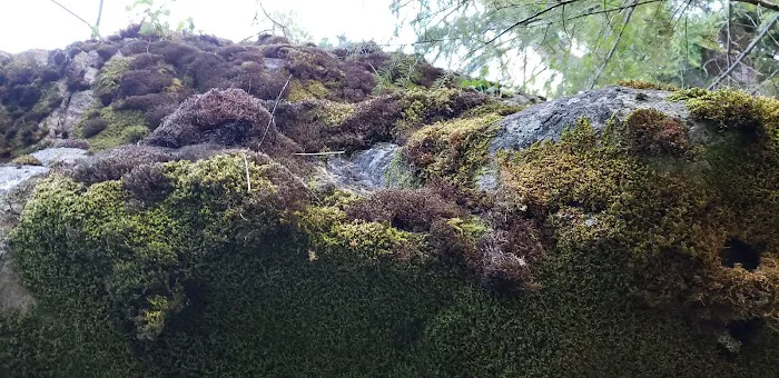 Falls Creek Campground Picture 7