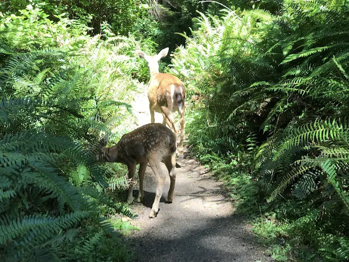 South Sand Point Picture 8