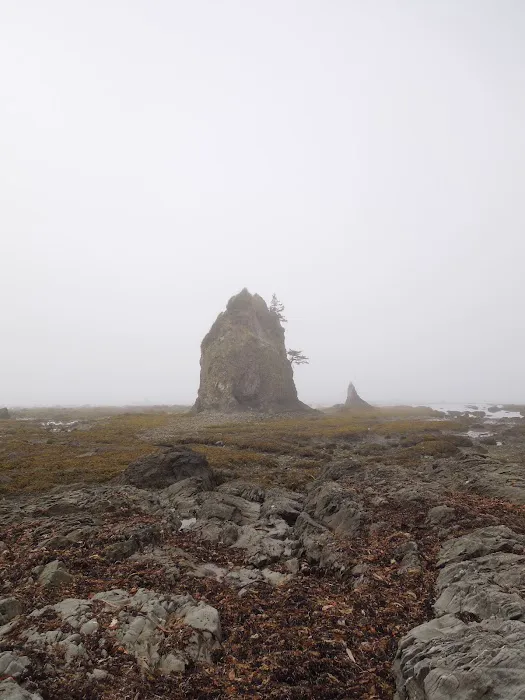 Ozette Campground Picture 10