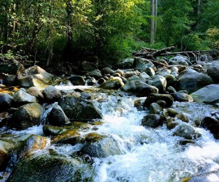 South Fork Junction Campground