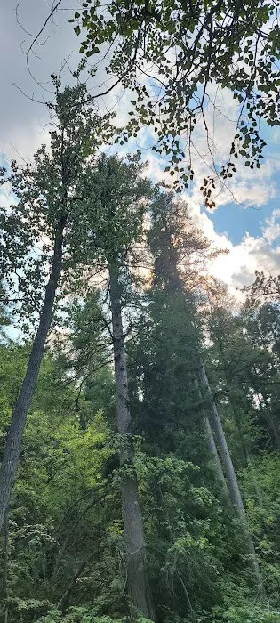 South Fork Junction Campground Picture 5