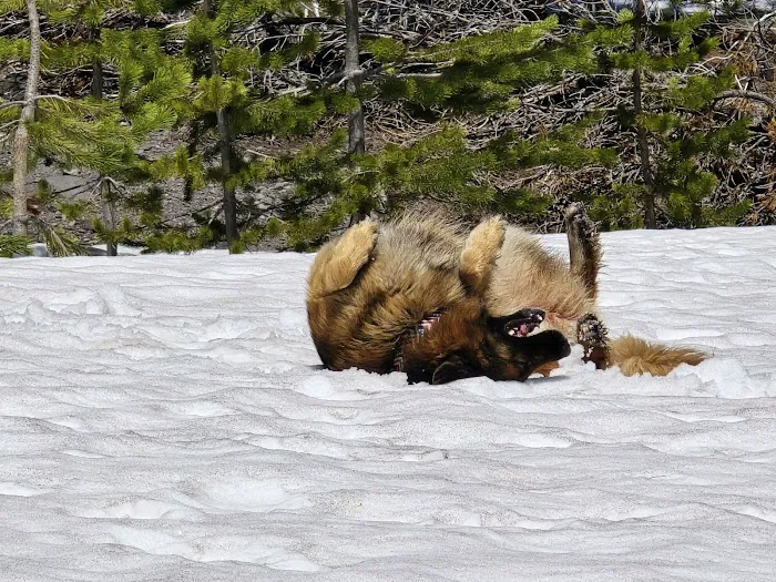 White River East Sno-Park Picture 5