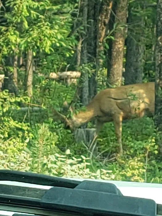 Smokey Bear (Alturas) Campground Picture 8