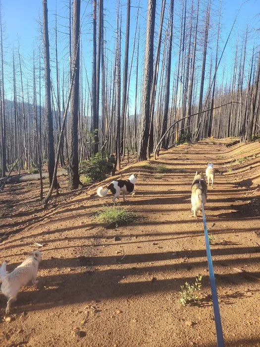 Greenville Mutual Aid Campground Picture 9