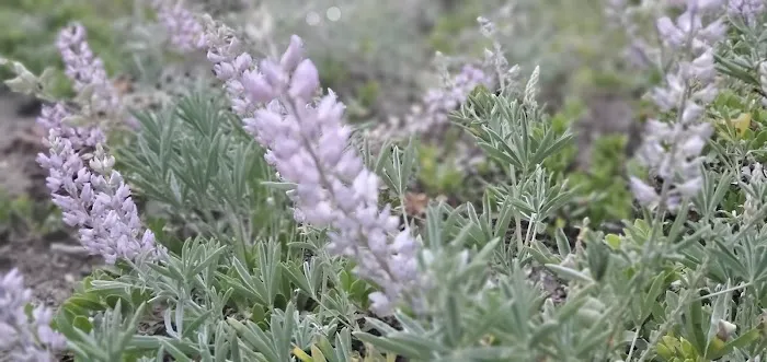 Dixie Campground Picture 7