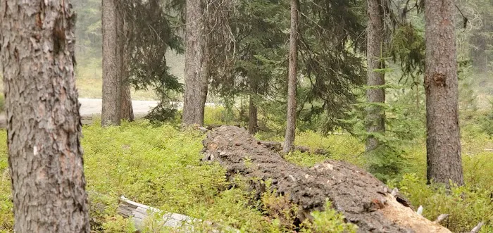 Dixie Campground Picture 4