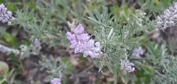 Dixie Campground Picture 10