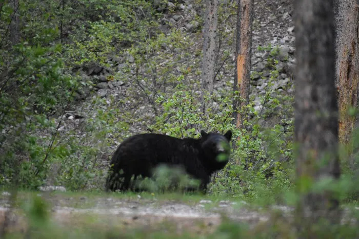 East Rosebud Campground Picture 4