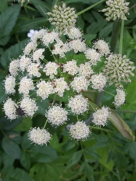 Jimmy Joe Campground Picture 5