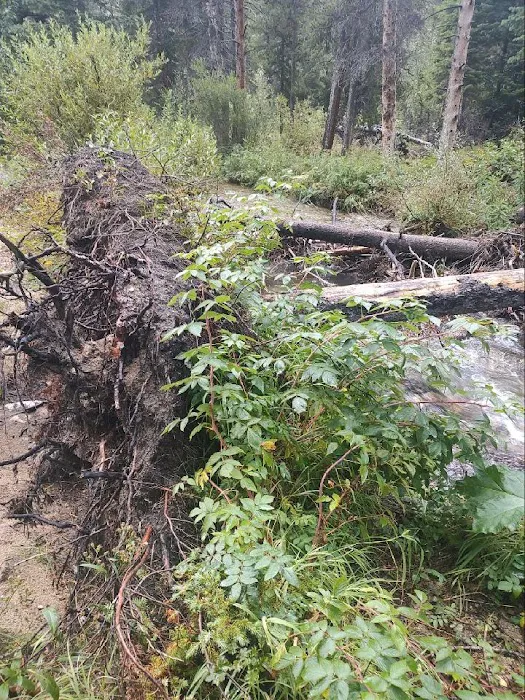 Basin Campground Picture 7