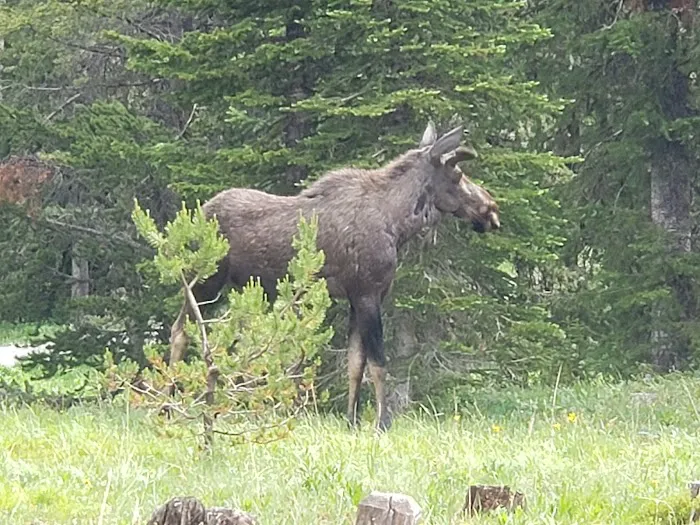 Colter Campground Picture 3