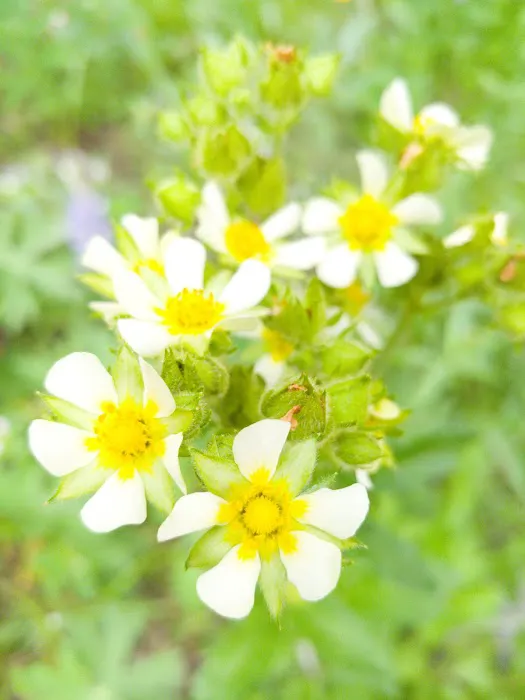 Soda Butte Campground Picture 7