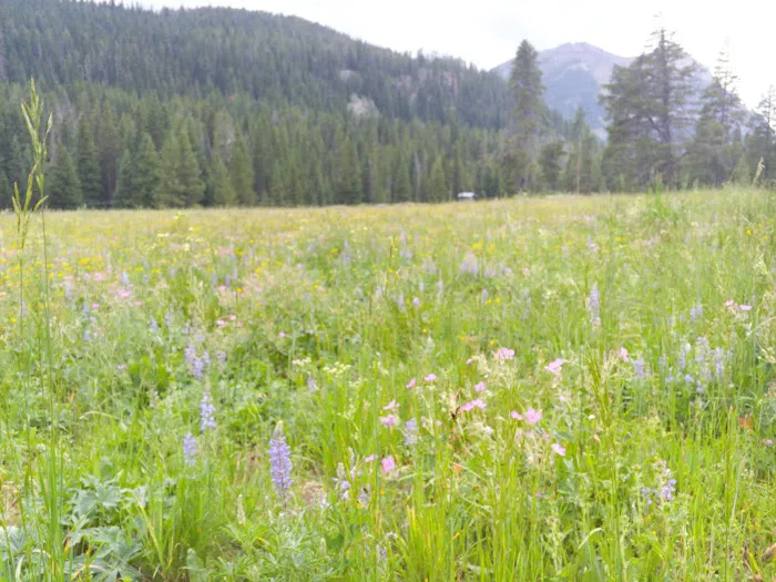 Soda Butte Campground Picture 3