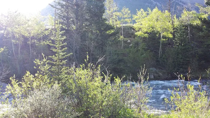 Limber Pine Campground Picture 7