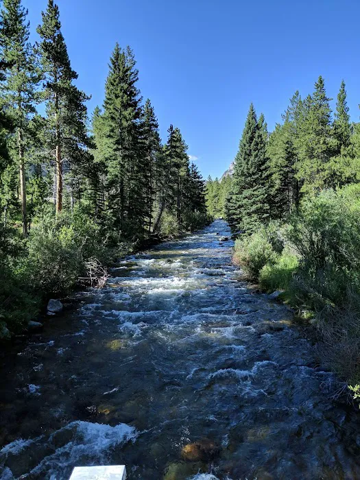 Limber Pine Campground Picture 3