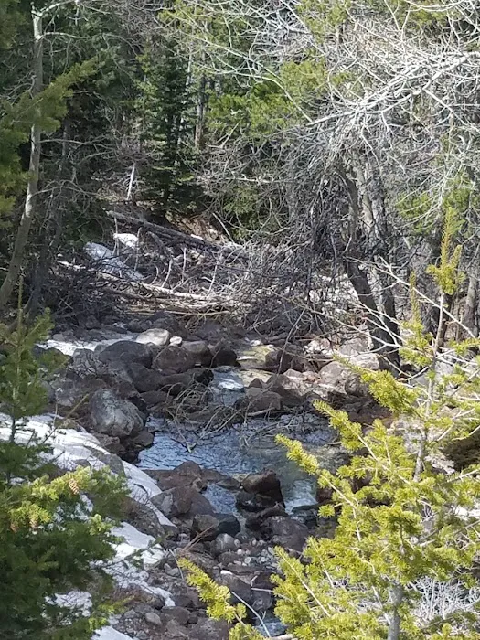 Limber Pine Campground Picture 8