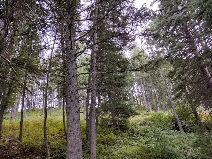 Palisades Campground Picture 8