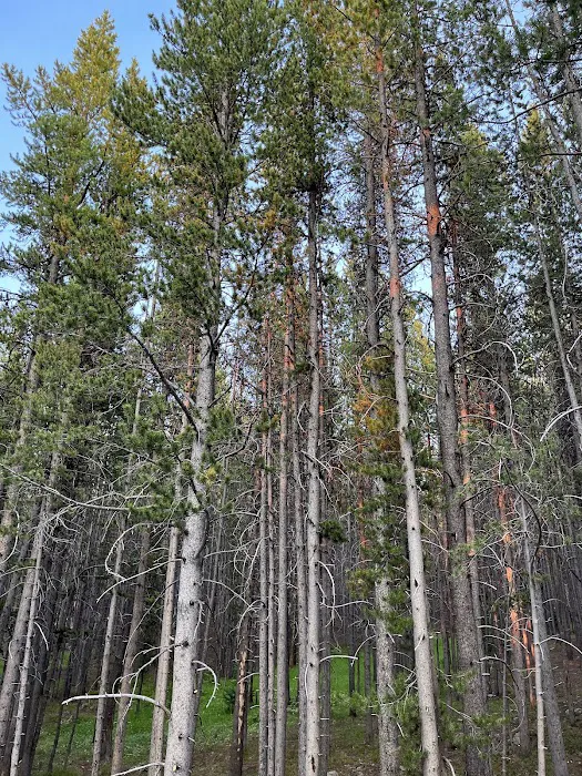 Canyon Campground Picture 8