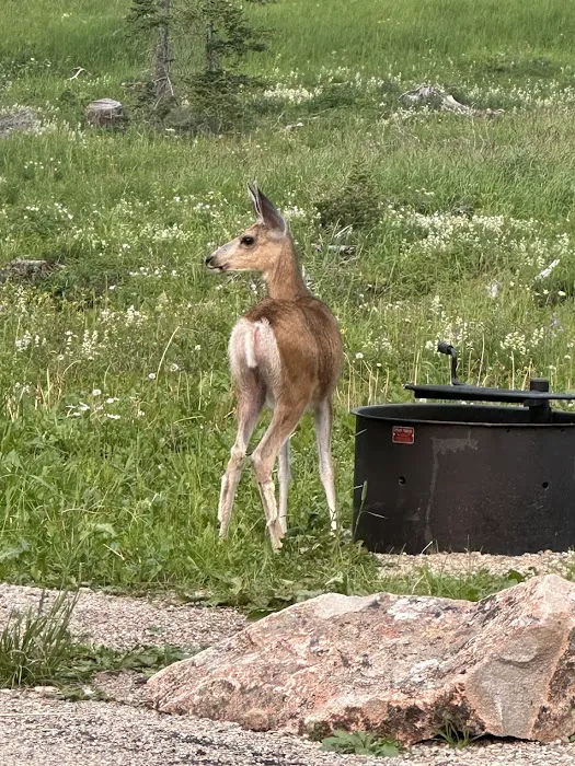 Crystal Lake Campground Picture 9