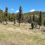 Timber Cr Dispersed Campground