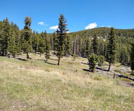 Timber Cr Dispersed Campground