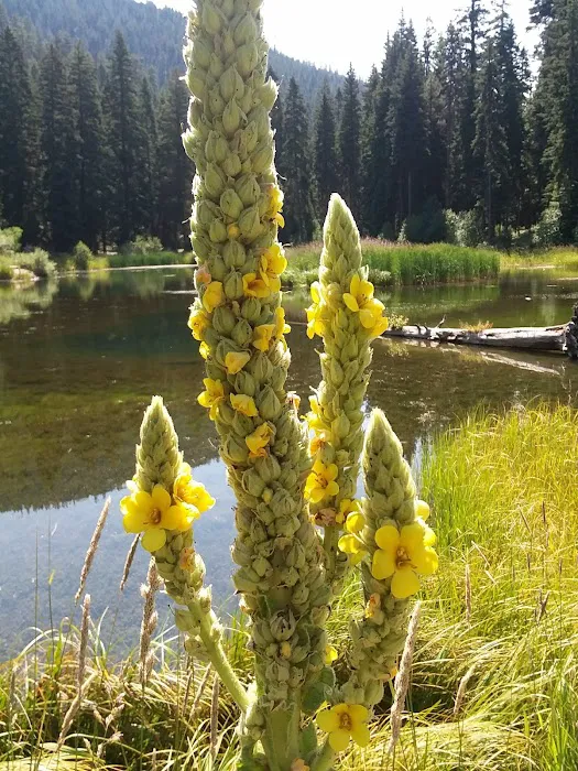 Trout Farm Campground Picture 2