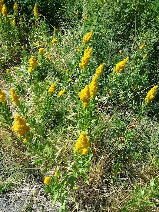 Trout Farm Campground Picture 5