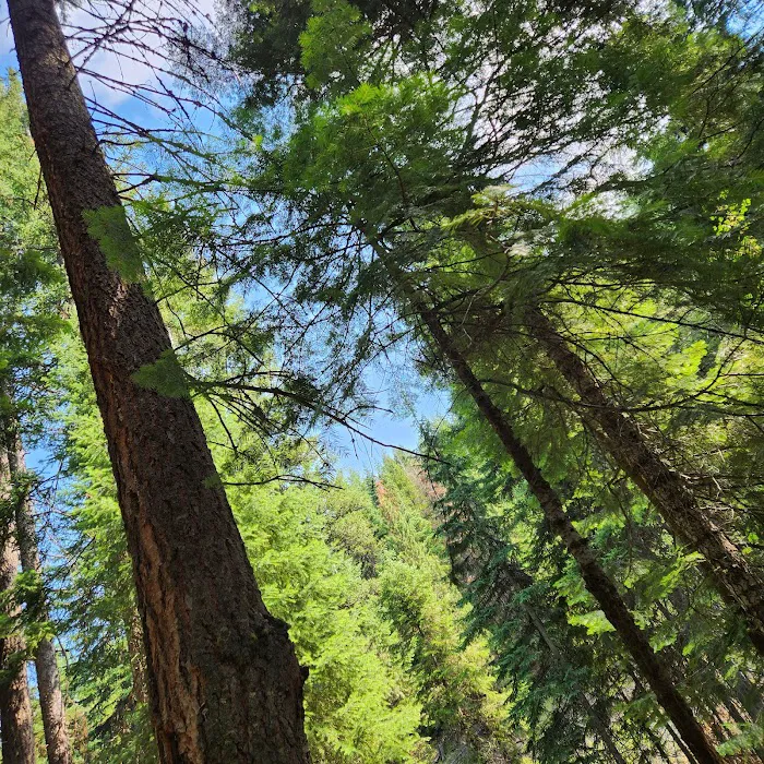 Trout Farm Campground Picture 4