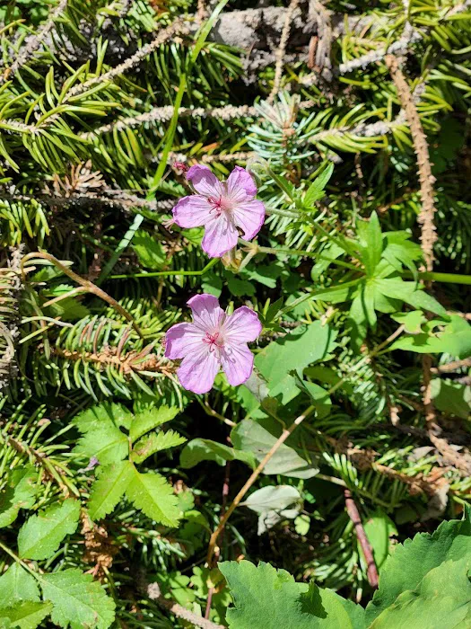 Crescent Campground Picture 9