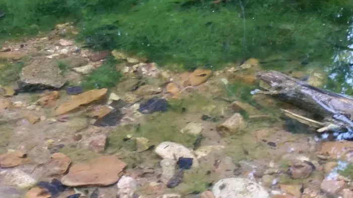 Creekbend Mobile Home Park Picture 4