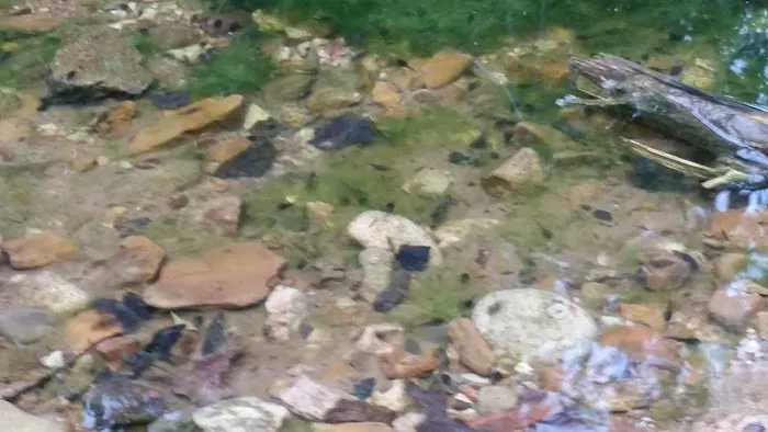 Creekbend Mobile Home Park Picture 3