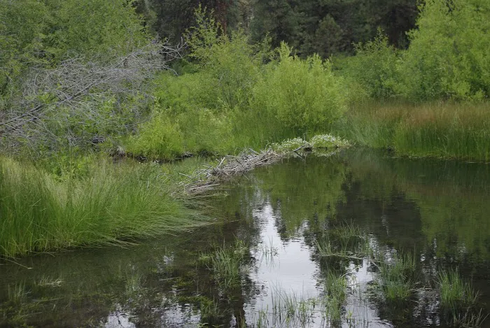 Oregon Mine Campground Picture 2