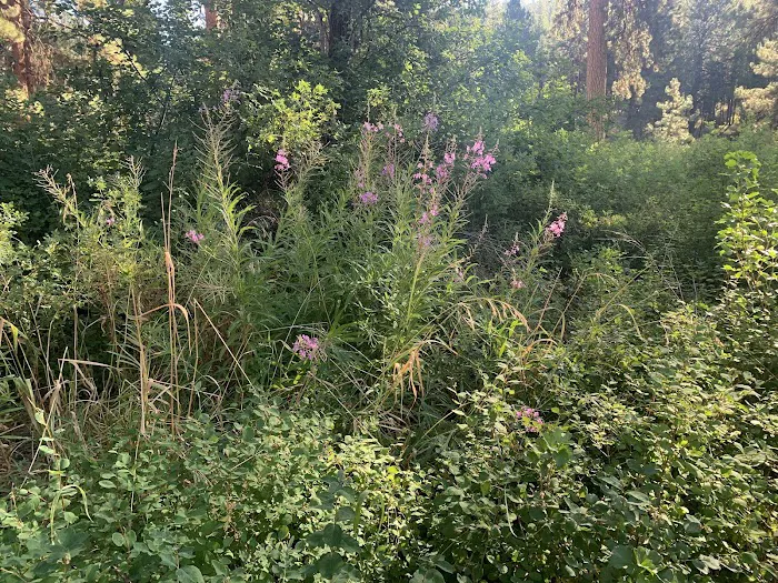 Oregon Mine Campground Picture 8