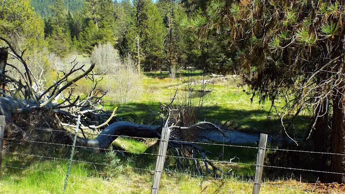 Oregon Mine Campground Picture 5