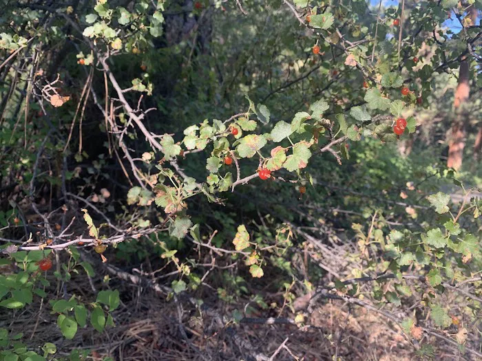 Oregon Mine Campground Picture 10