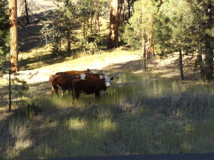 Billy Fields Forest Camp Picture 2